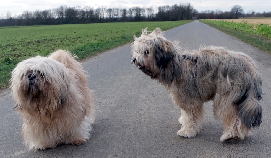 Alf & Milou
